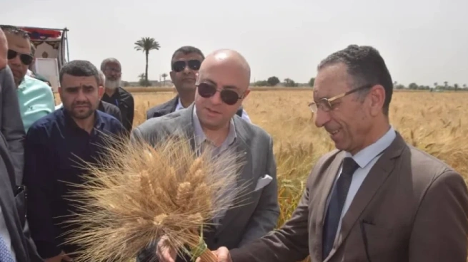 محافظ أسوان: توريد 40 ألف و768 طن من القمح في الصوامع والشون والبناكر