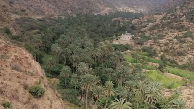 سبب سقوط شجرة الغريب الأثرية وموجة من الحزن في تعز