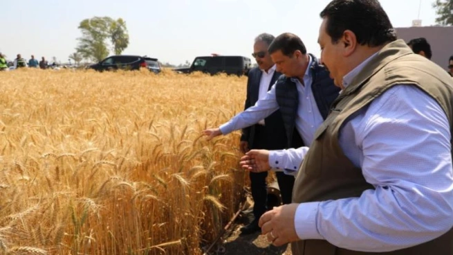 وزير الزراعة يفتتح موسم حصاد القمح في الشرقية ويؤكد دعم المزارعين بتوجيهات جديدة