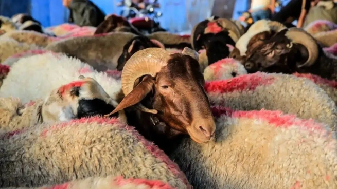 أسعار الأضاحي والكيلو قائم في مصر بعيد الأضحى 2025