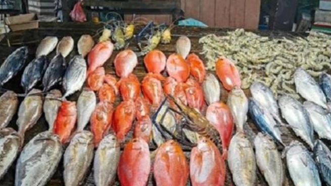 أسعار الأسماك اليوم 