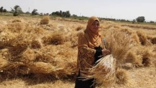 توريد 7487 طن من القمح في كفر الشيخ خلال موسم 2025